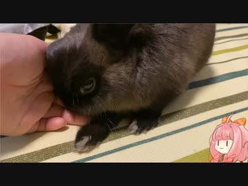【ウサギ】うさうさざつだん　十二月号【琴葉茜】