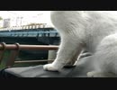 shiro cat 2022 12 31
