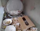 ハムスター飼いました。その140～動画再開します。3匹との新生活～