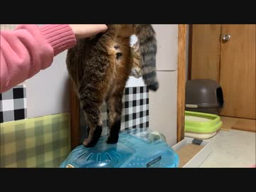 ネコさんのお尻をトントンするのが日課です