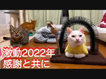 珍妙猫ズの激動過ぎた2022年、往く猫来る猫【予告編を添えて】