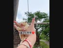 【萌宠】馄饨皮飞起来了