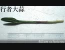 【極貧レシピNo.157】ギョウジャニンニクとその料理