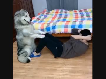 ホモと見る最新の犬畜生腹筋マシン