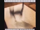 Cat Wildin'