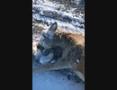 ホモと見る寒さで顔が凍った鹿