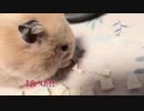 あけおめ挨拶あんどもっふもふ