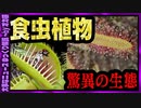 【 ゆっくり解説 】合理的？不気味？ 食虫植物とは　捕食５類型