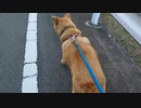 メイリオの帰り道 ノーカット