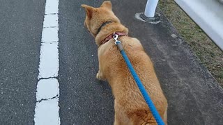 メイリオの帰り道 ノーカット