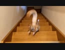 【5分耐久】階段を降り続けるマロン