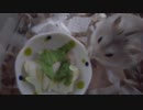 ハムスター飼いました。その141～3匹のハムスターちゃんと年越し～
