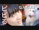 【商店街】わんちゃん友達できました、やった事ないあれにも挑戦。