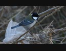 鳥の鳴き声　シジュウカラ