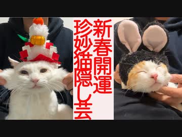 珍妙猫たち、2023年元旦に開運のかくし芸を披露する