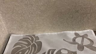 【ポケカ】アキバで買ってきた3万円福袋開封した結果【開封動画】