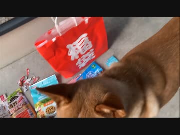 ナナ～犬福袋2023～