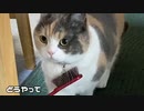 三毛猫モカちんブラシをどうやって？