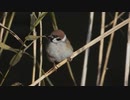 もっちりお腹のスズメ