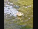 カモ親子の可愛い瞬間