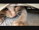 もぐらたたきマロン