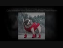 Dog Coats