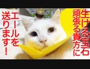 オッドアイの白たぬき、頑張るあなたにエールを送る
