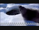 アザラシ power