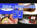 【ゆっくり解説】ブリの栄養について解説！