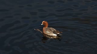 水没しそうな交尾