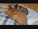 拾いねこ＠生後3835/3802日目　今日は月音がアコを受け入れた模様。