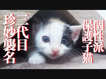 個性派保護子猫、三代目珍妙を襲名する