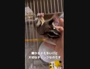 【 #フクロモモンガ 】正月太りチェック！ #おはモモンガ #蜜袋鼯 #슈가글라이더 #フクモモ #sugerglider #モモンガ #shorts