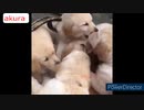 ホモと見る　世界中が笑顔になる楽しい映像集32