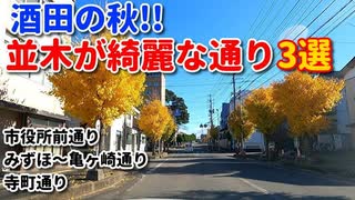 酒田の秋！！　並木がきれいな通り3選　市役所前通り　みずほ～亀ヶ崎通り　寺町通り　ドライブ　車載動画