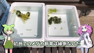 ずんだもんのメダカを育てるもーーーん！１日目