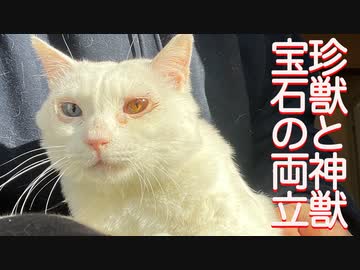 オッドアイの白たぬき、珍獣と神獣を両立させる