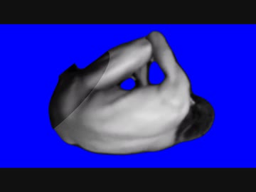 ビーグル系ボディビルダーBB