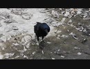 ハシボソガラスの鳴き声