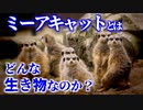 実はかなり凶暴!?ミーアキャットの生態とは／オスとメスで子育てが違う!?鳴き声のレパートリーが豊富!?【ゆっくり解説】