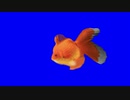 金魚拓也BB