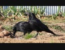 カラスが石食べたΣ(ﾟДﾟ)