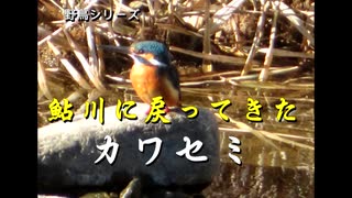 野鳥シリーズ　鮎川に戻ってきた　カワセミ