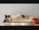 三毛猫モカちんの握手でバイバイバ・・・