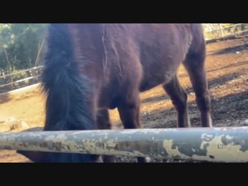 【たこす】ウマに遭遇したシロノ