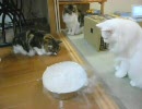 ノル3匹 #151「ドライアイスにびびる猫と興味を抱く猫」