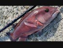 淡路島コブダイ遠征！