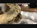 真剣な眼差しの先には…