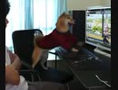 ゲームを極めた犬神様。ゲームを途中で消されあり得ないほど来れる犬神。A dog god who has mastered the game.  Inugami who can come to the