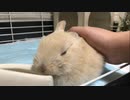 【ネザーランド】撫でコリ毛玉【うさぎ】